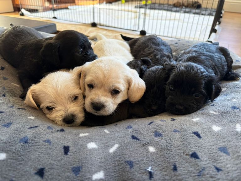 Puppies for sale !