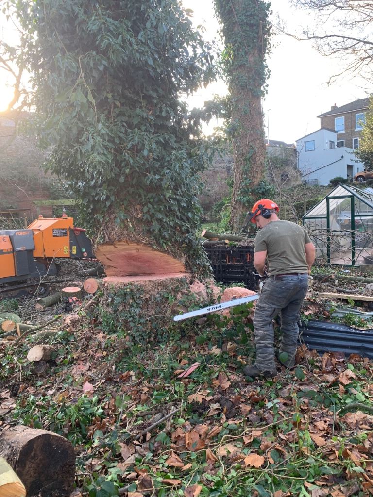 TREE SERVICES AND REMOVAL 