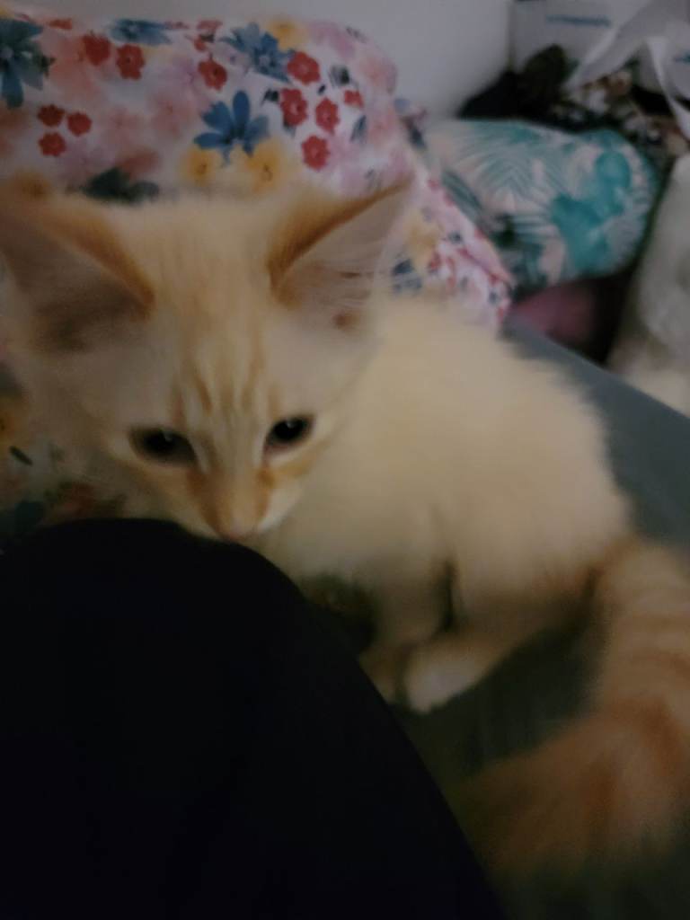 PRICE NEGOTIABLE Beautiful kitten for urgent adoption