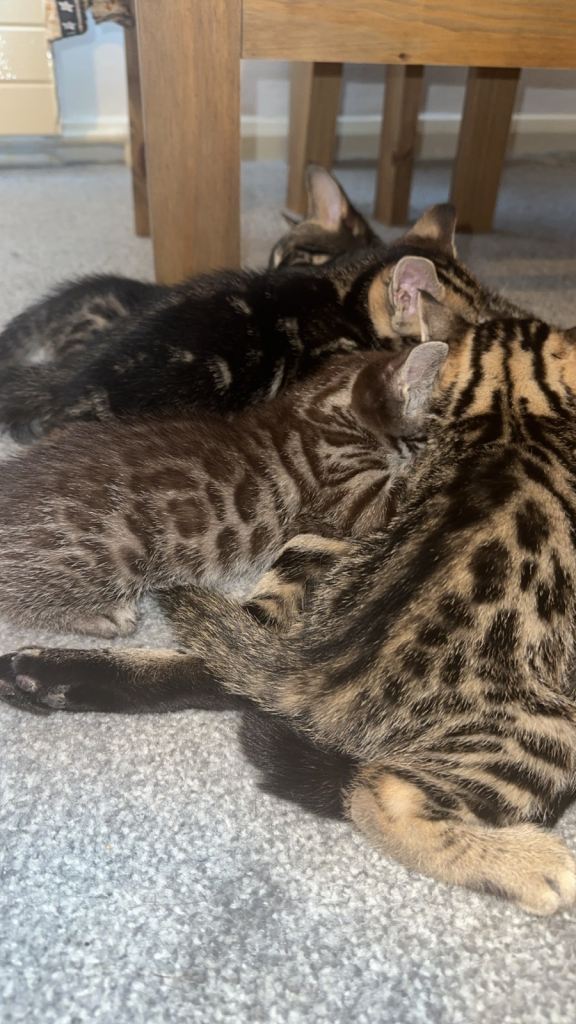 Bengal kittens