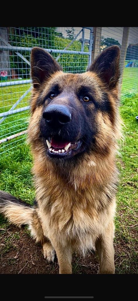 German Shepherd - 14 month old trained male