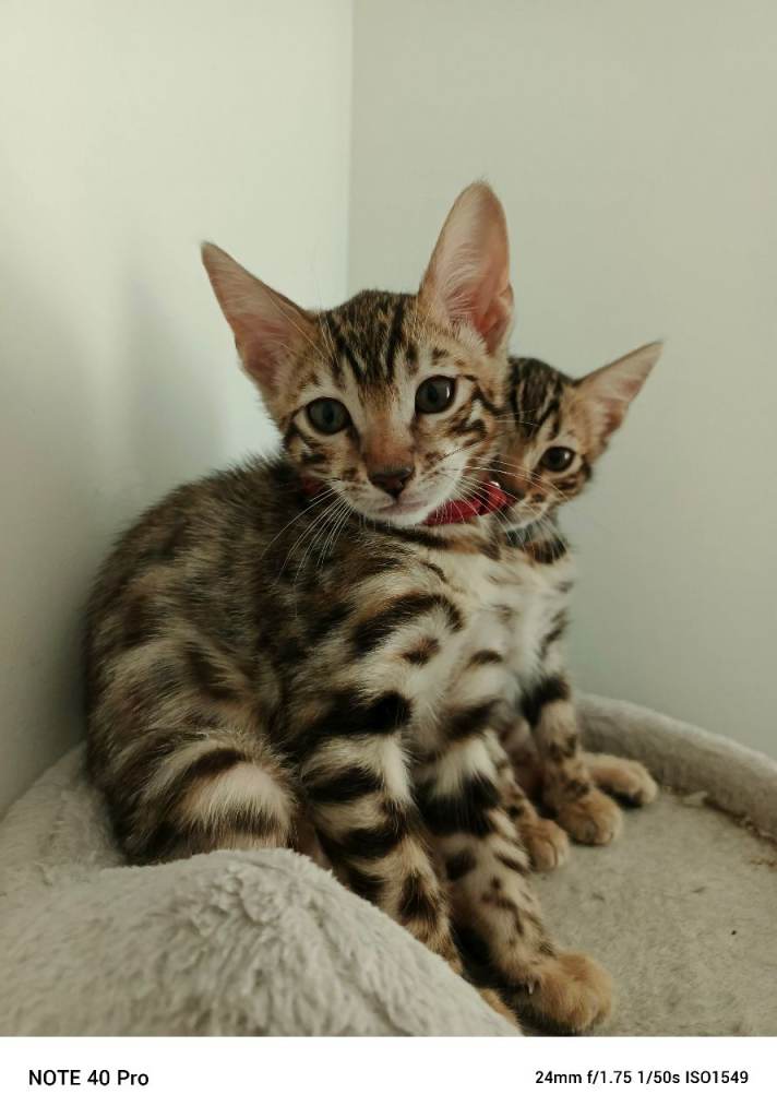 Pure bred Bengal kittens READY NOW 