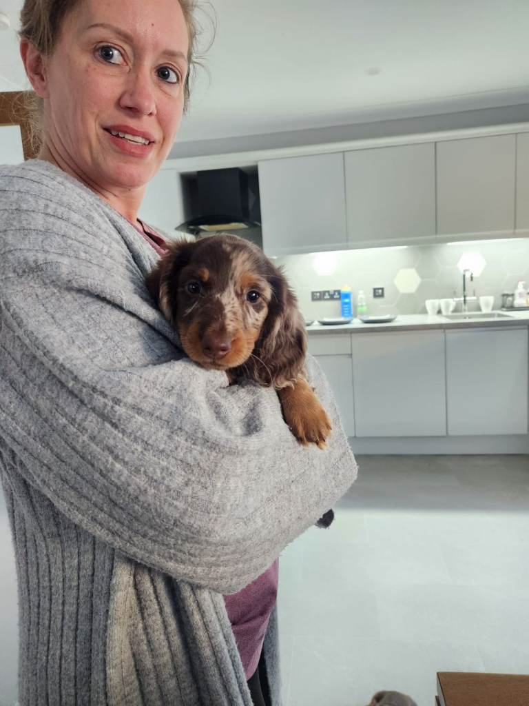 Long haired Miniature Dachshund puppies 