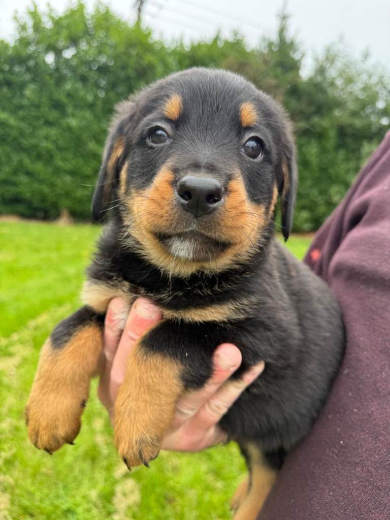 Rottweiler x Bernese Mountain Dog