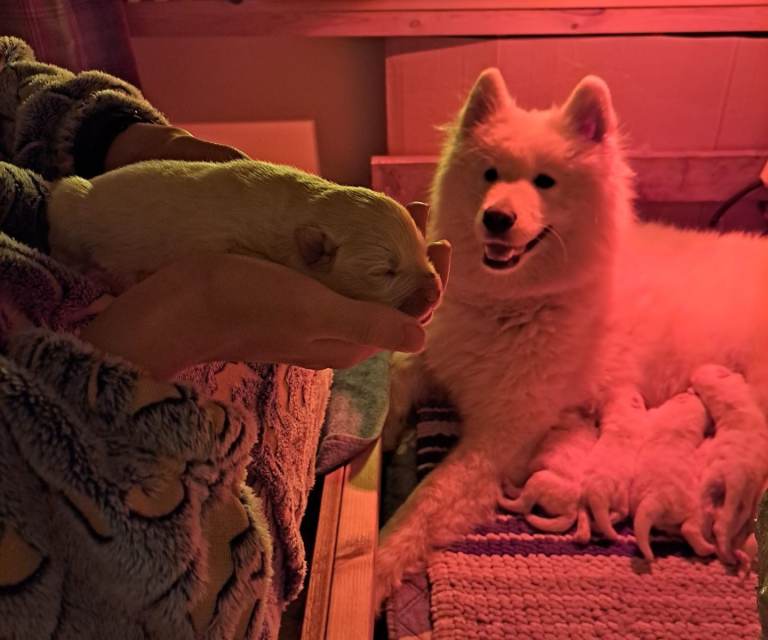 Adorable Samoyed puppies 