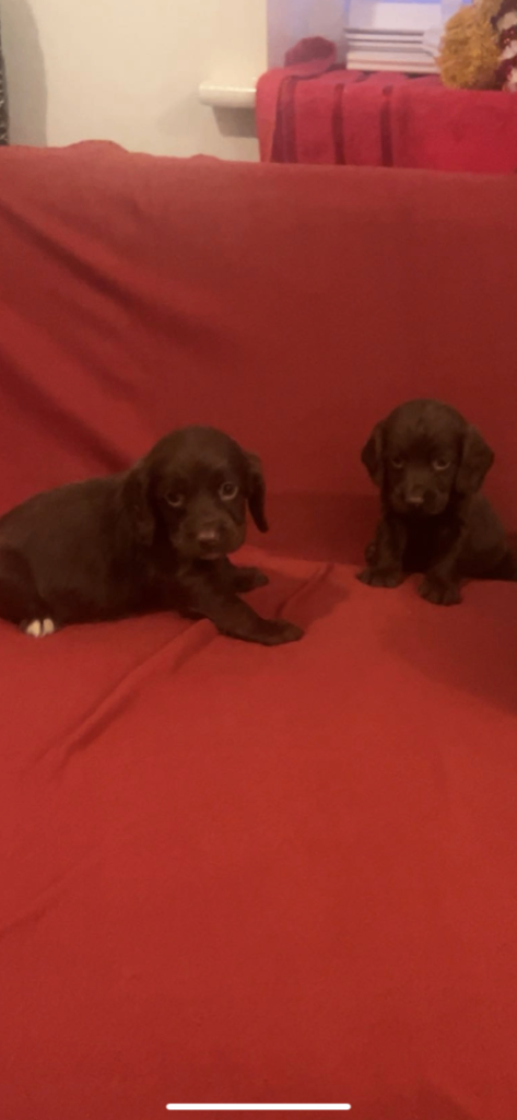 Cocker spaniel puppies