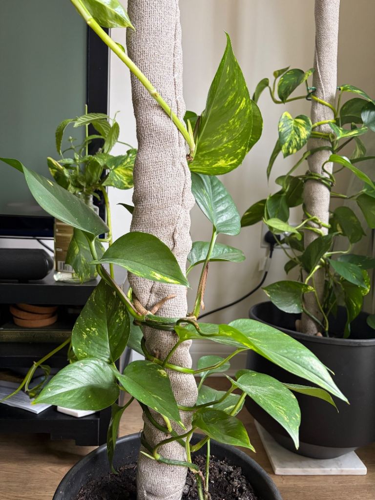 Healthy Pothos Plant with Moss Pole in Black Pot
