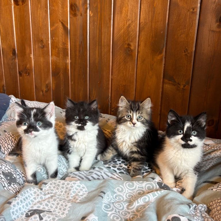 Beautiful kittens for sale