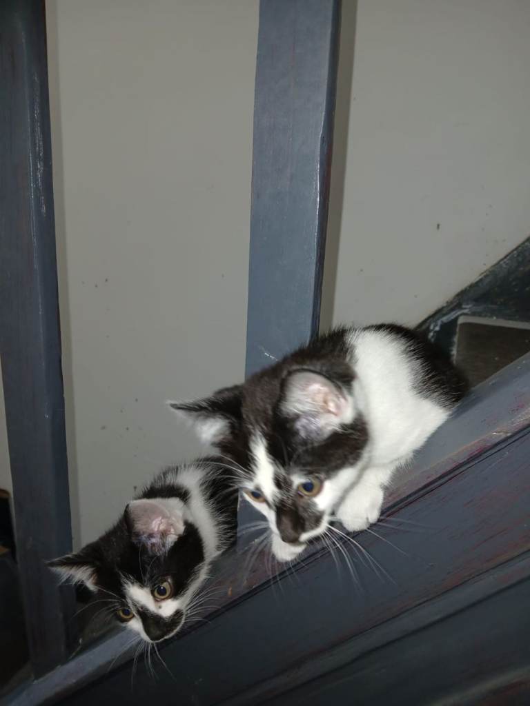 Beautiful kittens 