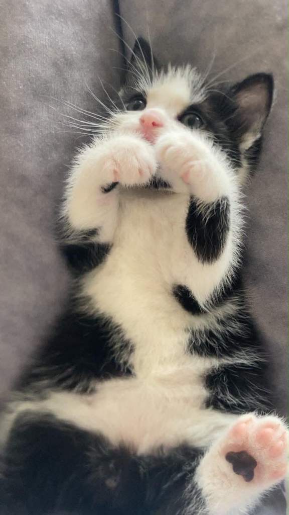 Kittens available now 1 male black white 1 all black female  