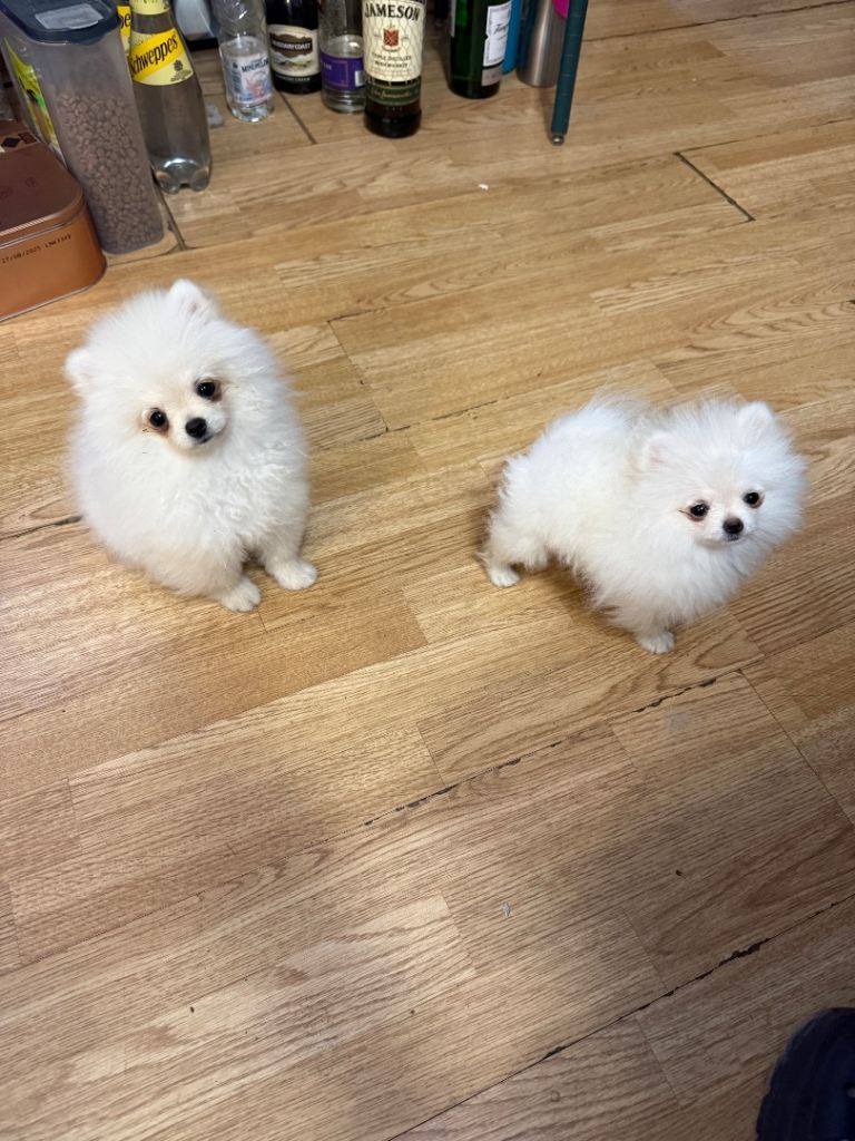 Pomerian 