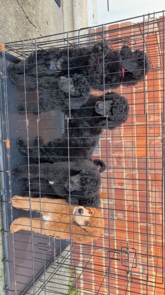 Kc registered standard poodle puppies