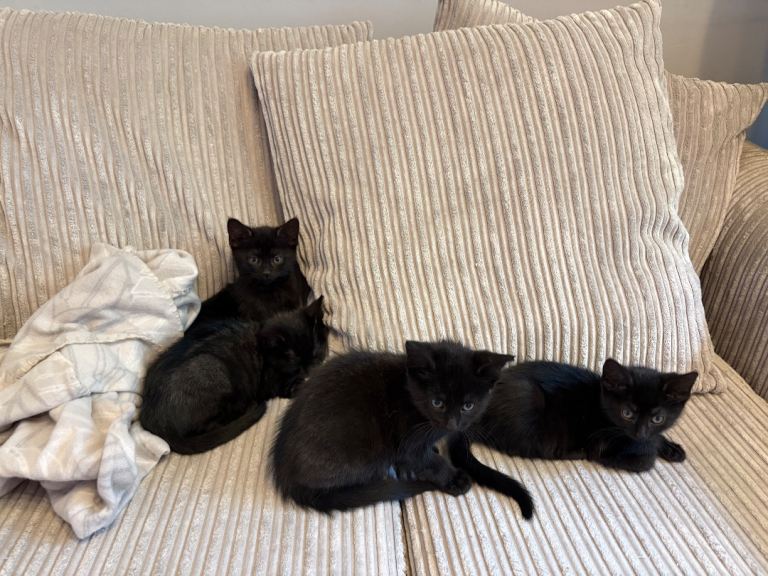 Kittens 3 Girls left 