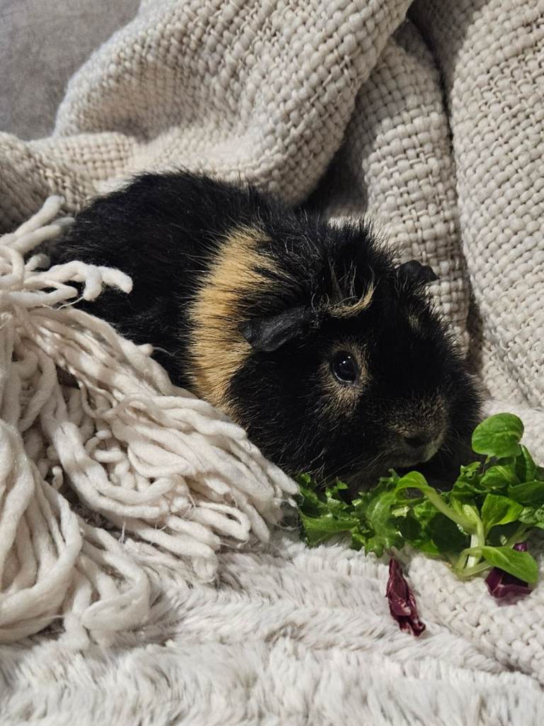 Guinea pig with set up