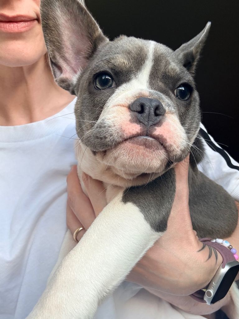 Stunning French Bulldog × English Bulldog Puppies – Ready Now 🐾