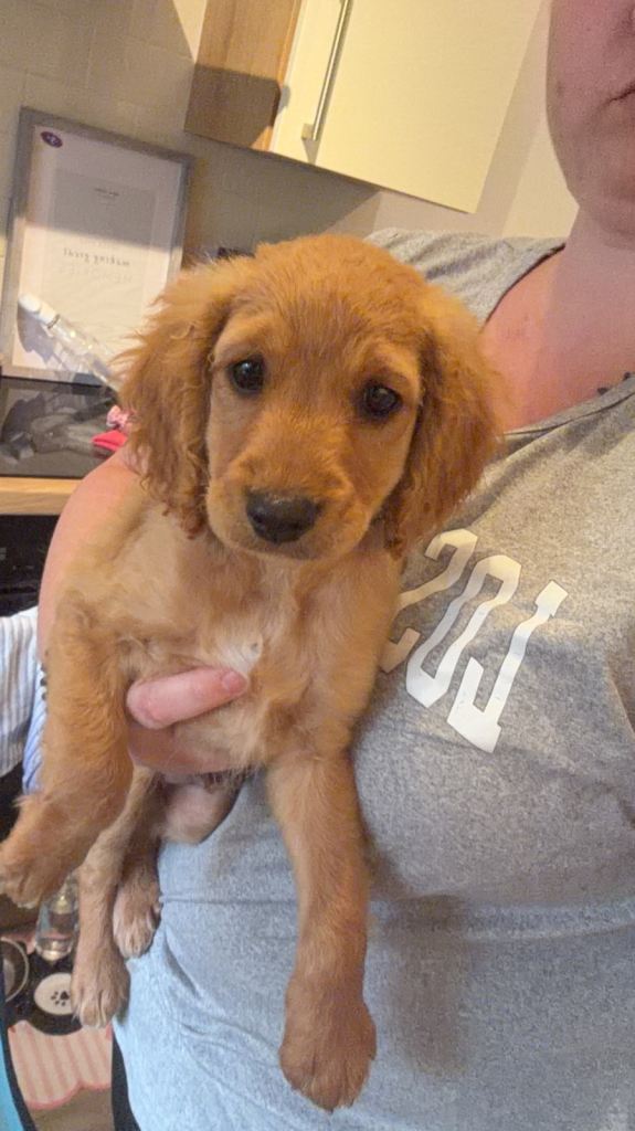 Maltipoo puppies ready now 