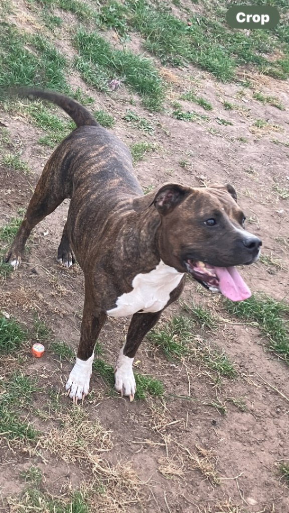 Mixed breed 