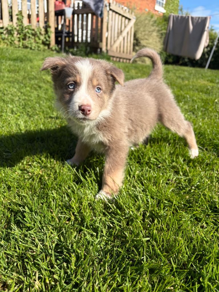 Border collie puppies 