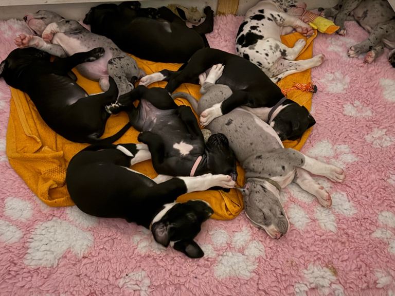 Great Dane Puppies