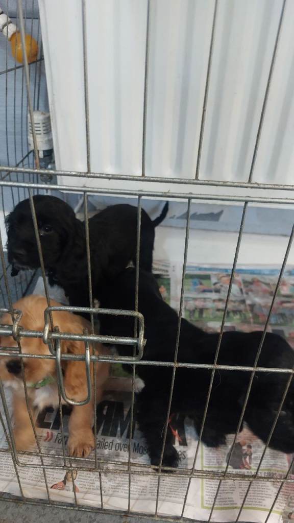   black cocker spaniel pups