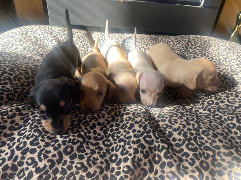 Miniature dachund puppies for sale 