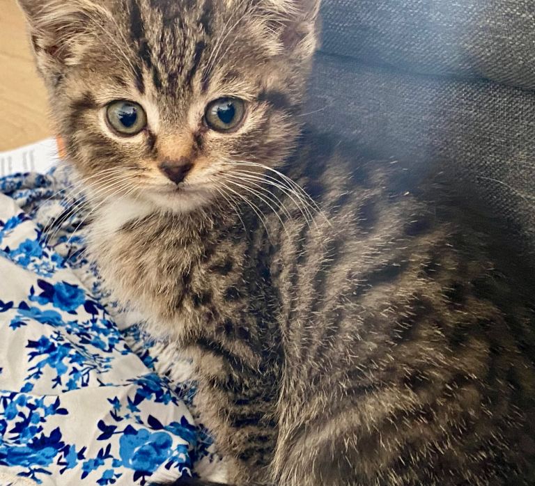 4 Beautiful BSH Kittens