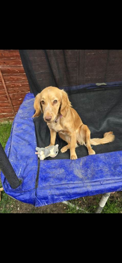 Cocker spanial puppy