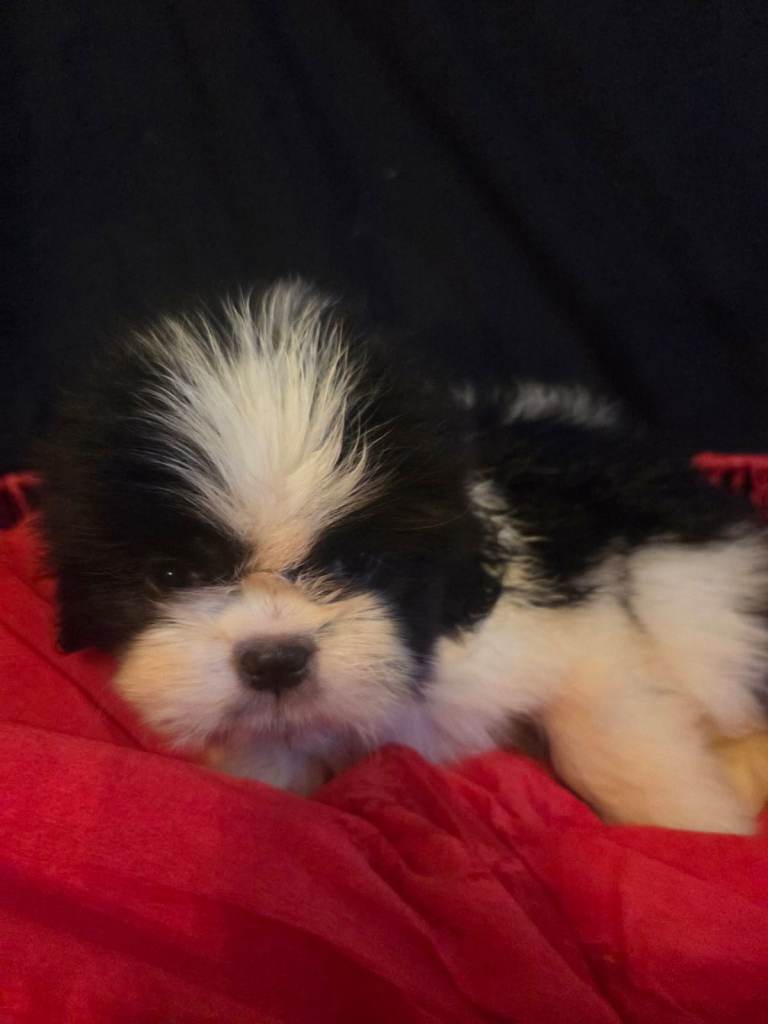 Shih Tzu Puppies for Sale