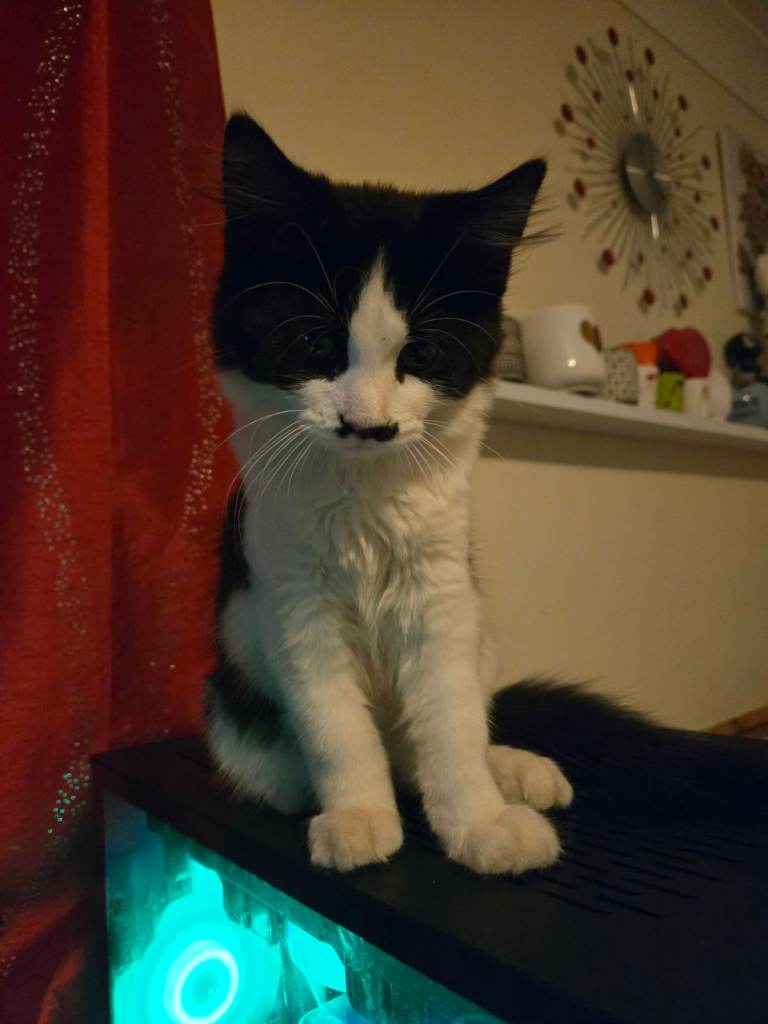 Kittens for sale