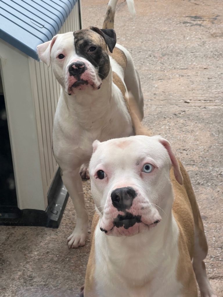 american bulldog puppies