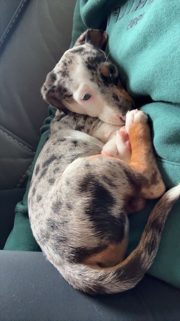 Minature Dachshund
