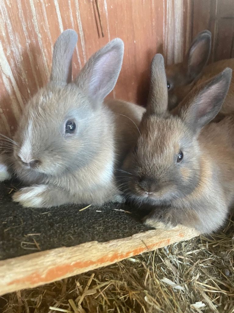 Netherland dwarf rabbits for sale!!