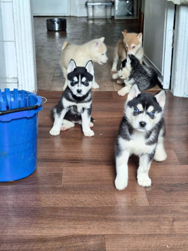 Litter of 7 happy healthy huskies for sale
