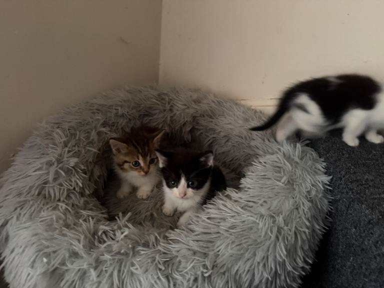 3 Kitten left