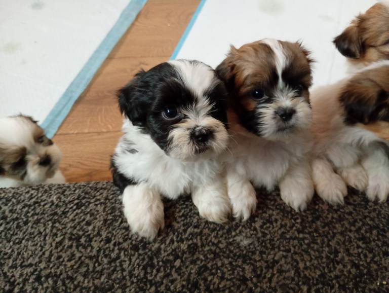Shihpoos puppies 