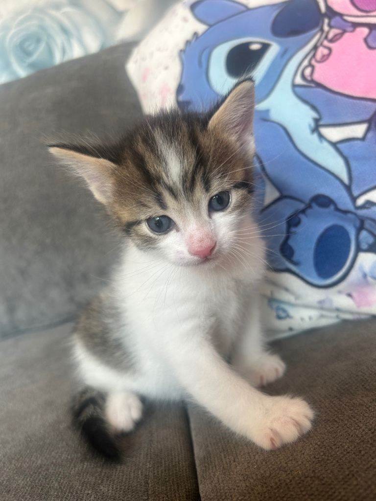 3 gorgeous male kittens available 