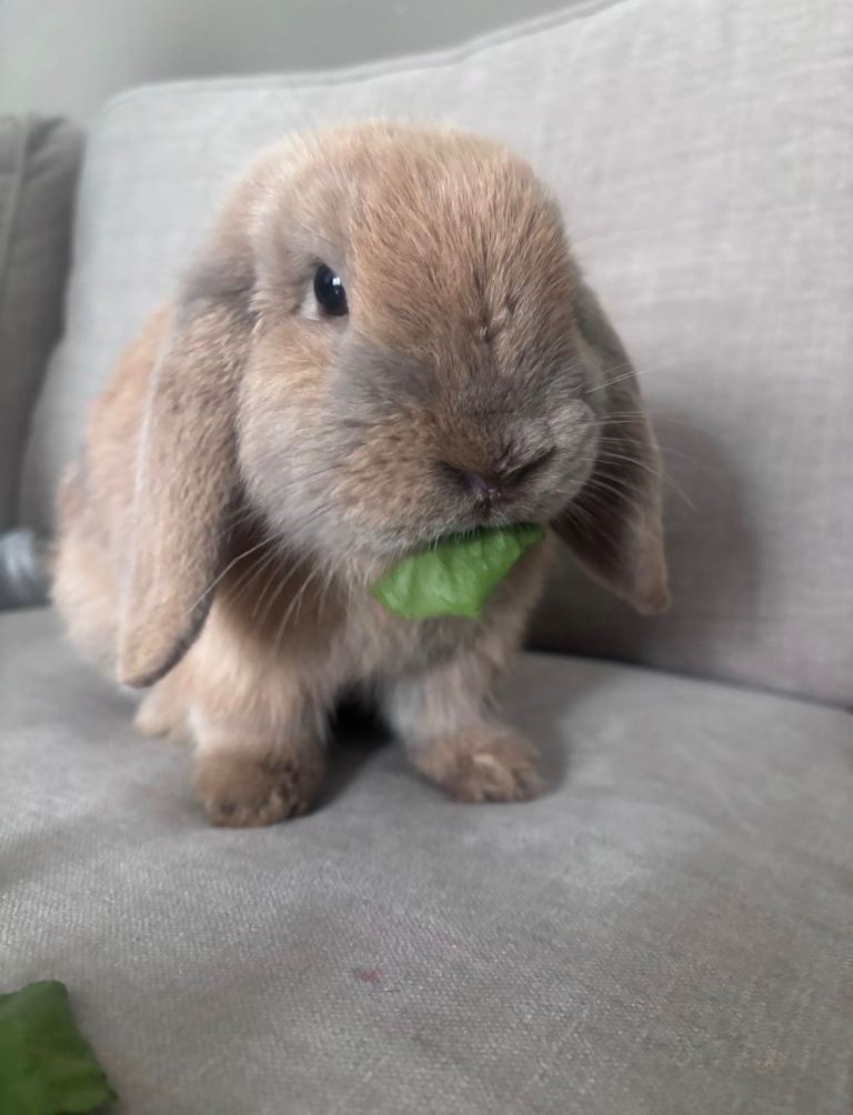 Mini Lop for sale 