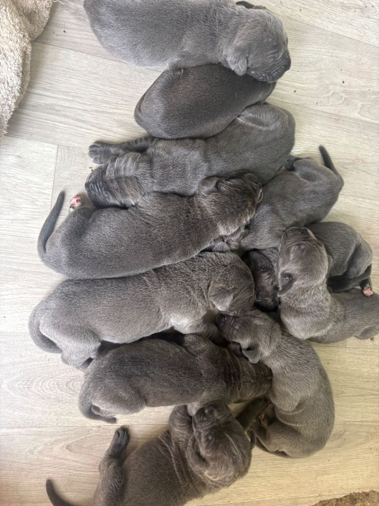 Cane corso 