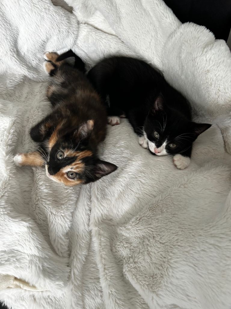 2 kittens for sale one girl and one boy 