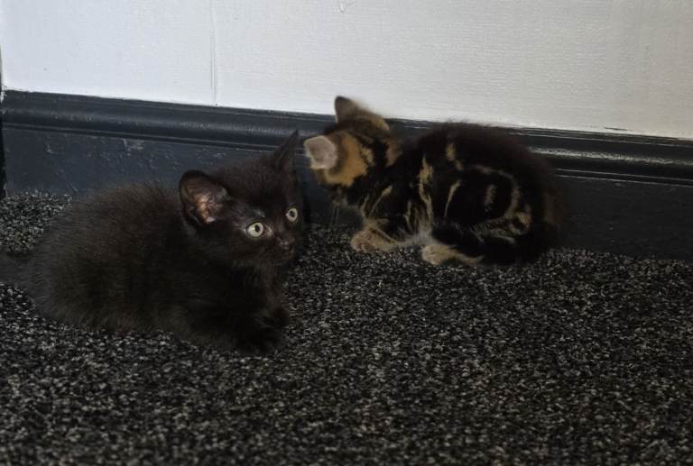persian bengal kittens 2 sold 