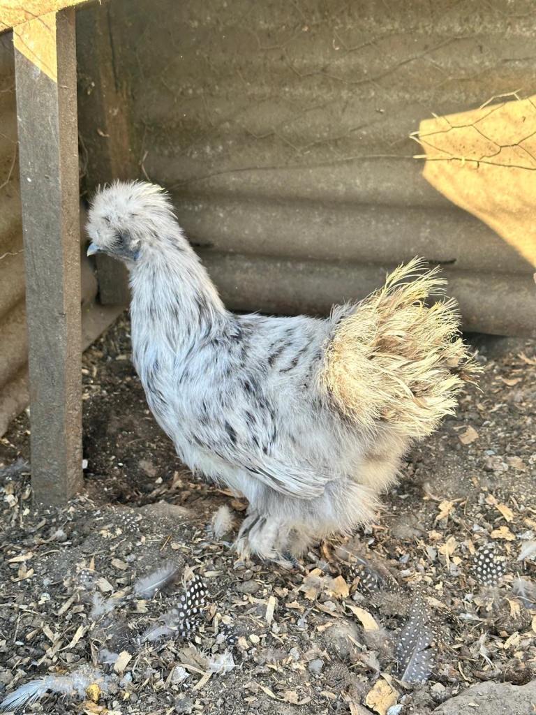Chickens for sale hybrid and pure breed point of lay