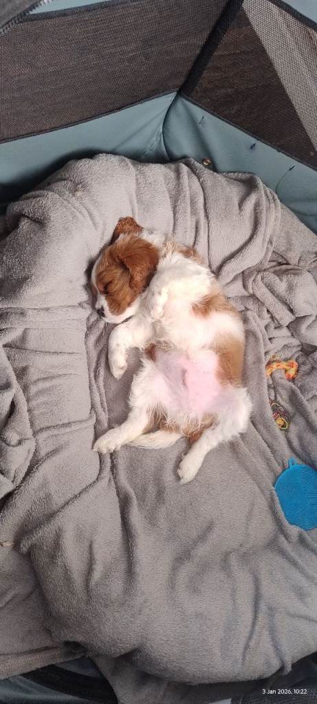 Male Cavapoo READY NOW! 