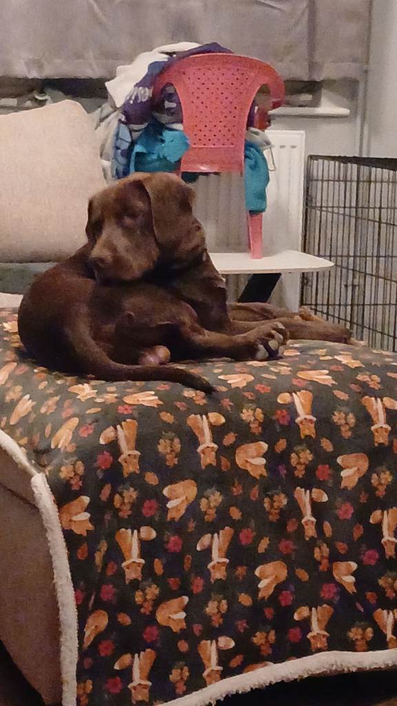Puppy 