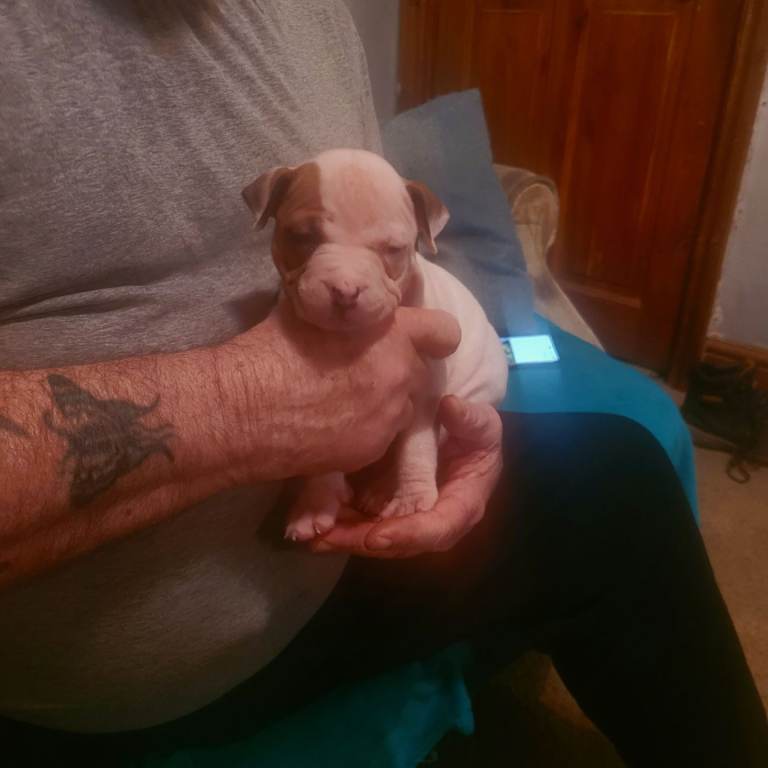 American bull dog cross mastiff puppies