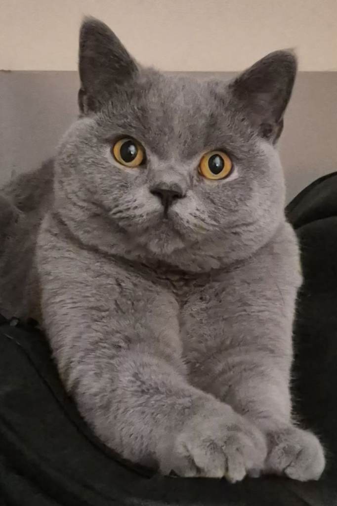 2 female BSH cross kittens for sale 