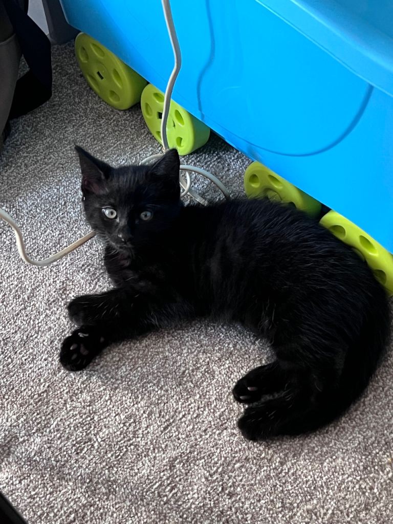 Black male kitten 