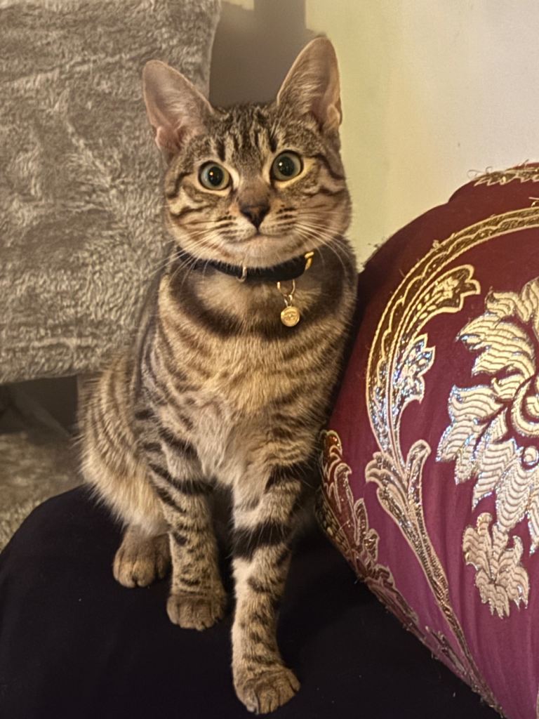 Sweet Bengal Tabby for sale  