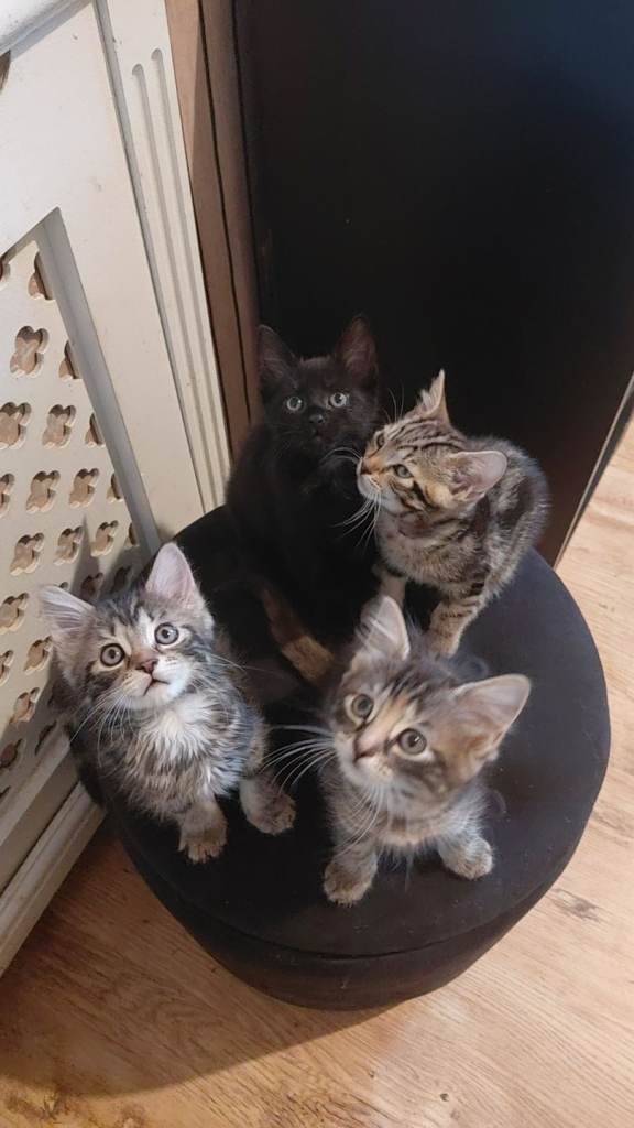 4 KITTENS FROM £60