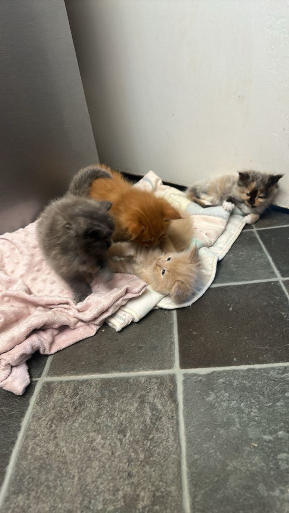 Russian bloodline Maine coon litter 