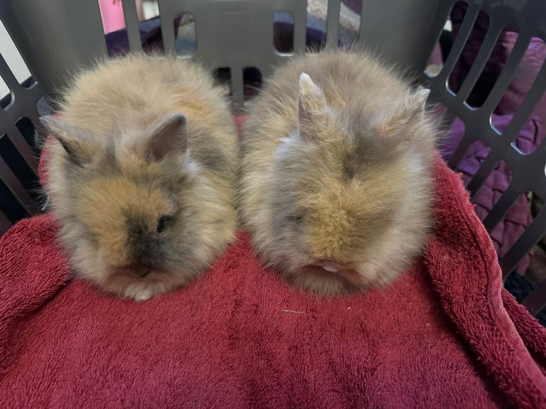 Lionhead Baby Rabbits 